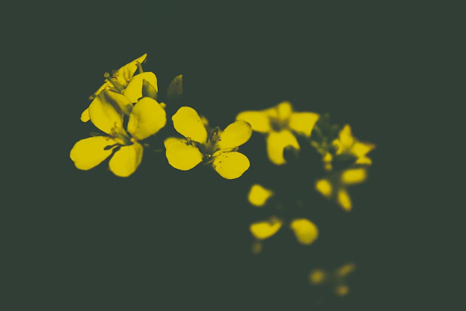vegetals, ombra, fons negre, negre, fade shadow, fade, flor groga, groc, flor, foscor, naturalesa, cap gent, frescor, planta, primer pla, bellesa a la natura, planta amb flors, menjar i beguda, fragilitat, menjar, a l'aire lliure, vulnerabilitat, tir de l'estudi, full, part de la planta, creixement, fruita, enfocament selectiu, 5K