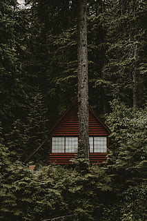 숲속의 집, 숲, 나무, 선실, 소나무, pnw, 태평양 북서쪽, 워싱턴, 프레임, 자연, 집, 나무 재료, 옥외, 농촌 풍경, 삼림지, 아무도, 건축물, 경치, 늙은, 내장 구조, 시골집, 건물 외장, 비 도시 장면, 채색, 산, 오두막, 여름, 5K, CC0, 공개 도메인, 로열티 무료