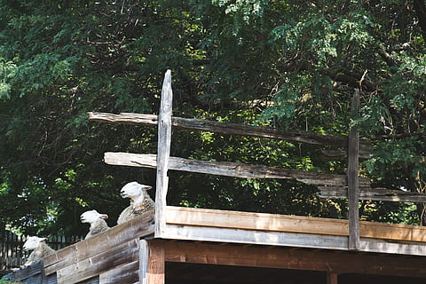 riposo delle pecore, foto da cortile, animali, azienda agricola, pecora, albero, pianta, giorno, nessuno, natura, vertebrato, uccello, animale, fauna selvatica, struttura costruita, temi animali, animali allo stato selvatico, architettura, crescita, legno - materiale, Inquadratura dal basso, all'aperto, ringhiera, appollaiati, un animale, 4K, CC0, dominio pubblico, privo di copyright