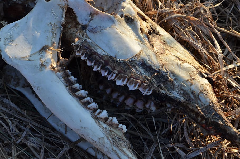 cranio, scheletro, cervo, morto, denti, animale, decadimento, osso, avvicinamento, nessuno, natura, terra, giorno, pianta, campo, parte del corpo animale, temi animali, fauna selvatica, osso animale, scheletro animale, albero, vista dall'alto, asciutto, teschio animale, all'aperto, testa di animale, bocca aperta, 2K