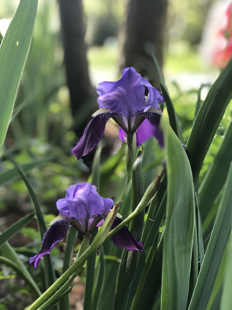iris, blomst, lilla, flor, natur, sommer, blomstrende plante, plante, skønhed i naturen, friskhed, skrøbelighed, sårbarhed, kronblad, vækst, tæt på, blomsterhoved, fokus på forgrunden, blomsterstand, plantestamme, plante del, dag, iris - plante, ingen mennesker, udendørs, forår, 4K