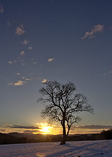 Austria, Eichgraben, albero, tramonto, la neve, cielo, bellezza nella natura, albero nudo, scenics - natura, la tranquillità, scena tranquilla, nuvola - cielo, inverno, temperatura fredda, natura, sole, ambiente, nessuno, pianta, silhouette, scena non urbana, all'aperto, freddo, isolato, 4K, CC0, dominio pubblico, privo di copyright
