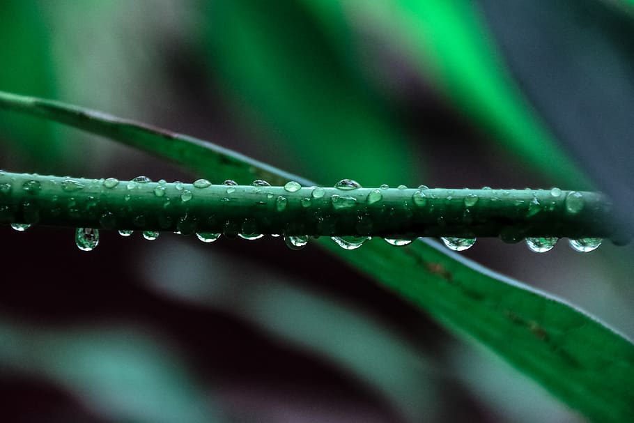 macro photography, green, leaf plant, close-up, dew, first rain, grass, HD wallpaper, nature, petals, plant, rain, rain forest, water drops, water on leaf, waterdrops, weeds, green color, drop, wet, no people, selective focus, growth, beauty in nature, water, leaf, freshness, plant part, focus on foreground, day, outdoors, fragility, purity, blade of grass, raindrop, 5K