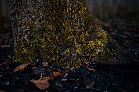 green tree trunk, tree, nature, trunk, tree trunk, leaf, autumn, land, plant, plant part, change, no people, day, forest, close-up, outdoors, growth, selective focus, field, moss, focus on foreground, bark, leaves, maple leaf, toadstool, lichen, 5K, CC0, public domain, royalty free