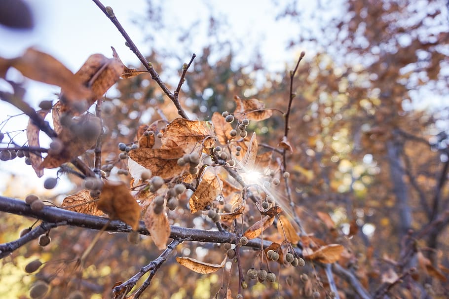 albero, alberi, ramo, brances, autunno, arancia, frutti di bosco, semi, giallo, rosso, caduta, sole, luce del sole, tramonto, Alba, pomeriggio, Canada, canadese, foto, pianta, concentrarsi sulle conoscenze acquisite, natura, giorno, asciutto, avvicinamento, nessuno, crescita, all'aperto, messa a fuoco selettiva, bellezza nella natura, foglia, fragilità, terra, parte vegetale, vulnerabilità, la tranquillità, modificare, le foglie, secco, 5K