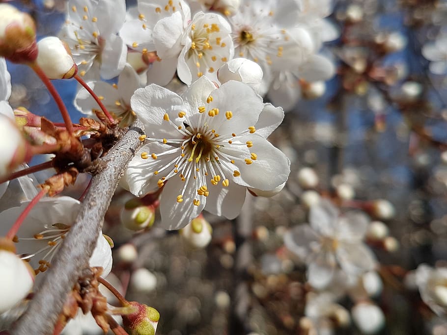 primavera, abella, flor, florir, vistula, planta amb flors, frescor, planta, fragilitat, primer pla, bellesa a la natura, vulnerabilitat, creixement, centrar-se en primer pla, Color blanc, dia, pètal, cap de flor, naturalesa, pol·len, inflorescència, cap gent, a l'aire lliure, flor de cirerer, suavitat, 4K