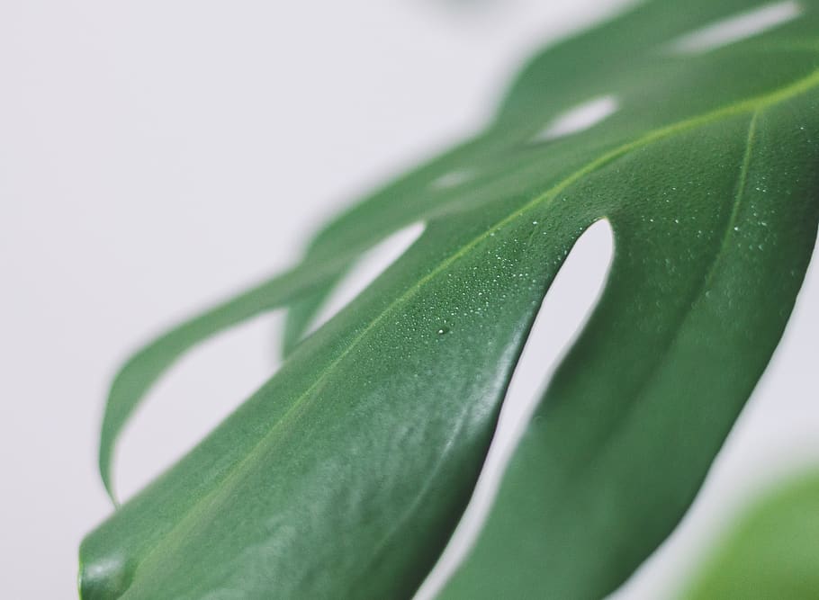 Grün, Blatt, Weiß, Oberfläche, Pflanze, Aloe, Flora, Makro, Laub, Wassertropfen, Nahansicht, Natur, Blumen-, minimal, Textur, natürlich, Lebensmittel, Bohne, Gemüse, produzieren, Gras, Tapete, Pflanzenteil, grüne Farbe, keine Leute, Wachstum, Frische, Schönheit in der Natur, weißer Hintergrund, Studioaufnahme, selektiver Fokus, fallen, draußen, Essen und Trinken, Wasser, 2K
