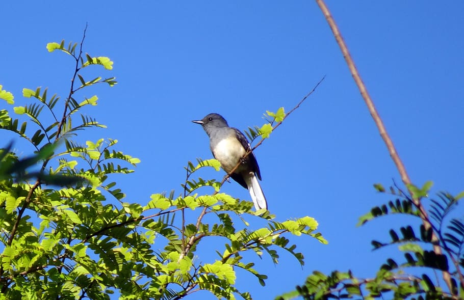 ocell, pica, robin, copsychus saularis, ocell cantant, magpie-robin oriental, femella, aviària, vida salvatge, andaman, Índia, temes d'animals, animal, un animal, fauna animal, vertebrats, animals a la natura, planta, vista d’angle baix, blau, arbre, cel clar, naturalesa, cel, branca, cap gent, posat, dia, a l'aire lliure, assolellat, 2K