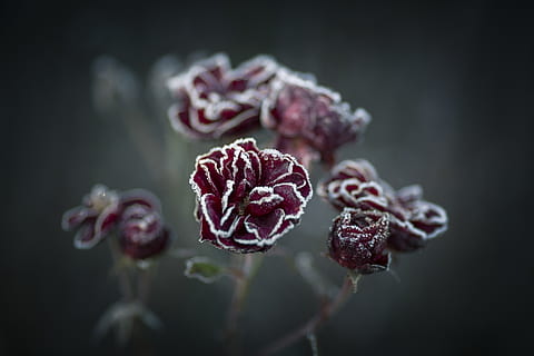 røde blomster, tæt på, friskhed, plante, fokus på forgrunden, skønhed i naturen, blomst, blomstrende plante, ingen mennesker, skrøbelighed, sårbarhed, natur, mad og drikke, vækst, blomsterstand, selektiv fokusering, mad, blomsterhoved, kronblad, frugt, udendørs, sort baggrund, maroon, 5K, CC0, offentligt domæne, royaltyfrie