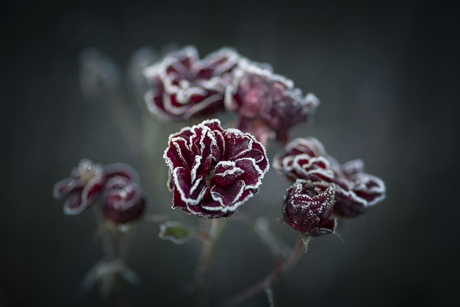 røde blomster, tæt på, friskhed, plante, fokus på forgrunden, skønhed i naturen, blomst, blomstrende plante, ingen mennesker, skrøbelighed, sårbarhed, natur, mad og drikke, vækst, blomsterstand, selektiv fokusering, mad, blomsterhoved, kronblad, frugt, udendørs, sort baggrund, maroon, 5K