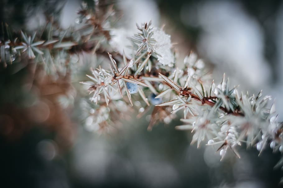 arbres, llum, Forrest, hivern, naturalesa, bokeh, primer pla, enfocament selectiu, planta, bellesa a la natura, cap gent, dia, creixement, flor, fragilitat, vulnerabilitat, a l'aire lliure, centrar-se en primer pla, planta amb flors, temperatura de fred, frescor, neu, tranquil·litat, 2K