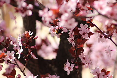 Blumen, Frühling, Biene, Baum, rosa, Makro, Blume, blühende Pflanze, Pflanze, Frische, Wachstum, Zerbrechlichkeit, Schönheit in der Natur, Verletzlichkeit, Blütenblatt, Nahansicht, blühen, Natur, Fokus auf den Vordergrund, keine Leute, pinke Farbe, Tag, Ast, selektiver Fokus, Blütenkopf, Kirschblüte, draußen, Kirschbaum, Pollen, 5K, CC0, gemeinfrei, lizenzfrei