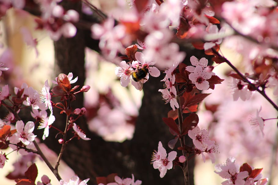 Blumen, Frühling, Biene, Baum, rosa, Makro, Blume, blühende Pflanze, Pflanze, Frische, Wachstum, Zerbrechlichkeit, Schönheit in der Natur, Verletzlichkeit, Blütenblatt, Nahansicht, blühen, Natur, Fokus auf den Vordergrund, keine Leute, pinke Farbe, Tag, Ast, selektiver Fokus, Blütenkopf, Kirschblüte, draußen, Kirschbaum, Pollen, 5K