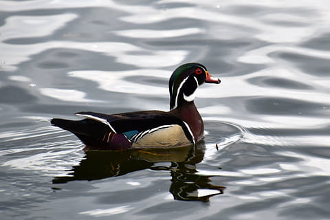 Kanada, Toronto, Tierwelt, Tierthemen, Tier, Tiere in freier Wildbahn, Wasser, Schwimmen, Vogel, See, Wirbeltier, ein Tier, keine Leute, Ufergegend, Geflügel, Ente, Natur, Wasservogel, gewellt, Reflexion, Tag, Mandarinente, 4K, CC0, gemeinfrei, lizenzfrei
