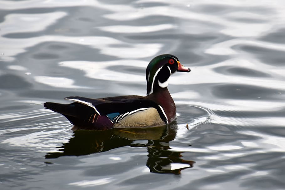 Kanada, Toronto, Tierwelt, Tierthemen, Tier, Tiere in freier Wildbahn, Wasser, Schwimmen, Vogel, See, Wirbeltier, ein Tier, keine Leute, Ufergegend, Geflügel, Ente, Natur, Wasservogel, gewellt, Reflexion, Tag, Mandarinente, 4K
