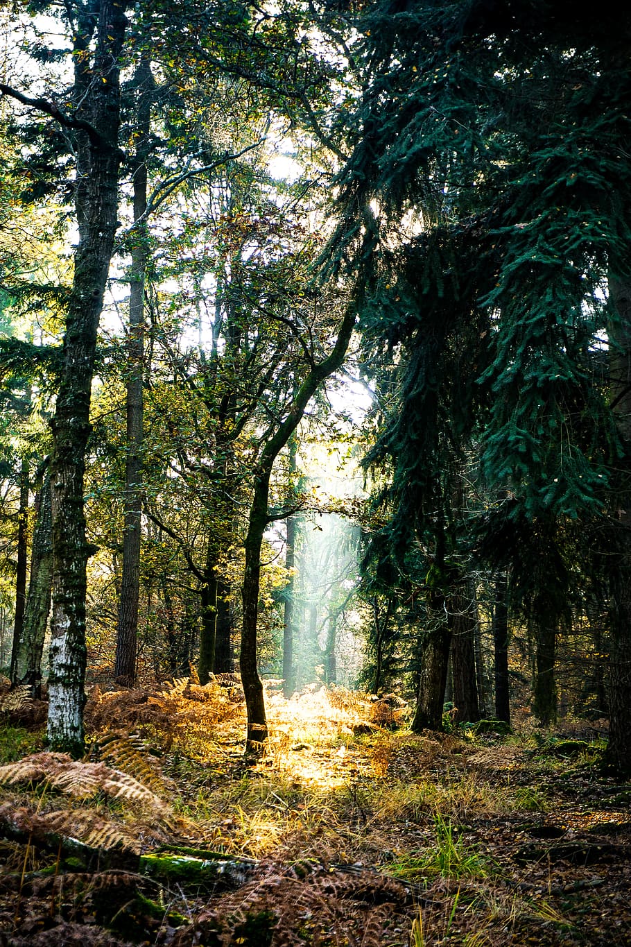 arbres, bosc, naturalesa, arbre, planta, vegetació, a l'aire lliure, terra, arbreda, llum solar, Camí, paisatge, nou bosc, Regne Unit, denny wood, sòl, falguera, desert, tronc de l'arbre, tranquil·litat, tronc, dia, bellesa a la natura, escena tranquil·la, creixement, cap gent, escena no urbana, escenics - natura, direcció, el camí a seguir, 5K