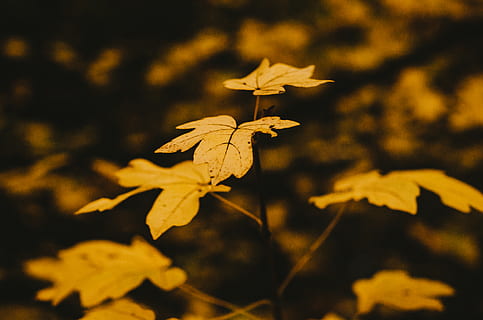 fulla groga, full, planta, arbre, venes, fulla d'auró, ocell, animal, maple, cara, foto, fotografia, sòl, llum solar, Gaig blau, jay, trencaclosques, joc, iris, flor, primer pla, bellesa a la natura, part de la planta, naturalesa, fragilitat, centrar-se en primer pla, cap gent, vulnerabilitat, creixement, planta amb flors, frescor, enfocament selectiu, groc, a l'aire lliure, dia, tranquil·litat, cap de flor, Planta esvaïda, 4K, CC0, domini públic, lliure de regalies