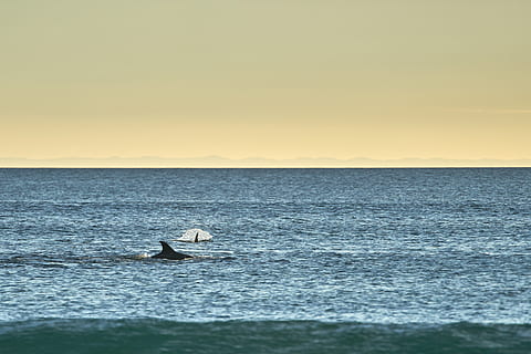 danse orca hval, kyst, delfin, tapet, ocean, vand, hav, himmel, scenics - natur, solnedgang, skønhed i naturen, horisont, nautiske fartøj, natur, kopiere plads, horisont over vand, transportmidler, ingen mennesker, ro, transportform, bevægelse, sejlads, rolig scene, havnefronten, sejlbåd, marine, 4K, CC0, offentligt domæne, royaltyfrie