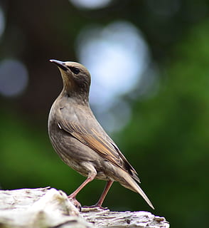 pássaro marrom, pássaro, animal, passarinho, bico, anthus, Passaro preto, agelaius, estorninho juvenil, jay, plantar, gaio azul, pardal, Codorna, Flor, carriça, brotar, pássaro azul, veias, temas animais, vertebrado, um animal, animais em estado selvagem, animais selvagens, empoleirar, focar em primeiro plano, dia, fechar-se, ninguém, comprimento total, ao ar livre, natureza, foco seletivo, olhando para longe, olhando, 4K, CC0, domínio público, royalty free