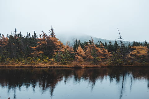 floresta sob neblina, árvore, plantar, agua, natureza, abeto, abies, conífera, ao ar livre, ainda, lago, Canadá, enseada de bolsa, larício, panorama, terra, névoa, outono, floresta, reflexão, beleza na natureza, tranquilidade, cena tranquila, scenics - natureza, mudança, céu, ninguém, cena não urbana, beira-mar, crescimento, idílico, dia, coleção de outono, árvore conífera, 5K, CC0, domínio público, royalty free