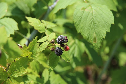 lampone, lampone nero, pianta, cespuglio, frutta, nero, raccogliere, bacca, cibo, gustoso, commestibile, sul ramo, verde, estate, vitamine, utile, Salute, delizioso, dolce, bacca nera, succoso, parte vegetale, foglia, colore verde, invertebrato, insetto, temi animali, crescita, animali allo stato selvatico, fauna selvatica, animale, natura, avvicinamento, nessuno, giorno, un animale, bellezza nella natura, concentrarsi sulle conoscenze acquisite, freschezza, all'aperto, 5K, CC0, dominio pubblico, privo di copyright