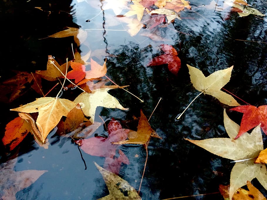 leaf, leaves, fall, seasons, water, autumn, portland, plant part, change, reflection, no people, nature, close-up, high angle view, day, beauty in nature, lake, maple leaf, wet, dry, outdoors, floating on water, rain, natural condition, rainy season, 4K