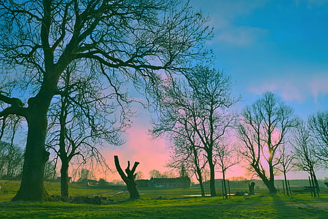 tre, Enger, nederlandsk landskap, landlig, landsbygda, skies, solnedgang, kveld, skumring, humør, høst, tåke, anlegg, himmel, felt, natur, ekte folk, gress, land, skjønnhet i naturen, sky - himmel, naturskjønnhet - natur, menn, vekst, fritidsaktivitet, livsstil, landskap, bare tre, rolig scene, trestamme, gren, utendørs, armer hevet, 4K, CC0, offentlig domene, opphavsrett gratis