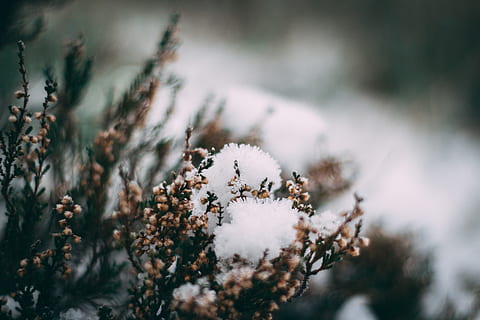 fotografia ravvicinata, congelato, fiore, sfocatura, ramo, avvicinamento, freddo, flora, messa a fuoco, foresta, brina, gelido, ghiaccio, ghiacciato, la neve, nevoso, inverno, boschi, temperatura fredda, pianta, albero, natura, terra, nessuno, bellezza nella natura, giorno, albero di conifere, Colore bianco, messa a fuoco selettiva, all'aperto, Pino, crescita, bosco di pini, lichene, abete, 5K, CC0, dominio pubblico, privo di copyright