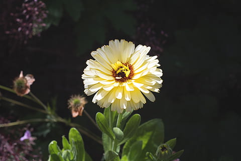soare, raza de soare, bine dispus, vară, creştere, floral, culoare, galben, gradinarit, grădină, natură, flori, petale, floare, Calendula, planta cu flori, vulnerabilitate, petală, fragilitate, cap de floare, plantă, frumusețe în natură, prospeţime, inflorescenţă, a închide, polen, să se concentreze asupra primelor elemente, nici o persoana, nevertebrat, animale tematice, insectă, polenizare, 5K, CC0, domeniu public, fără drepturi de autor