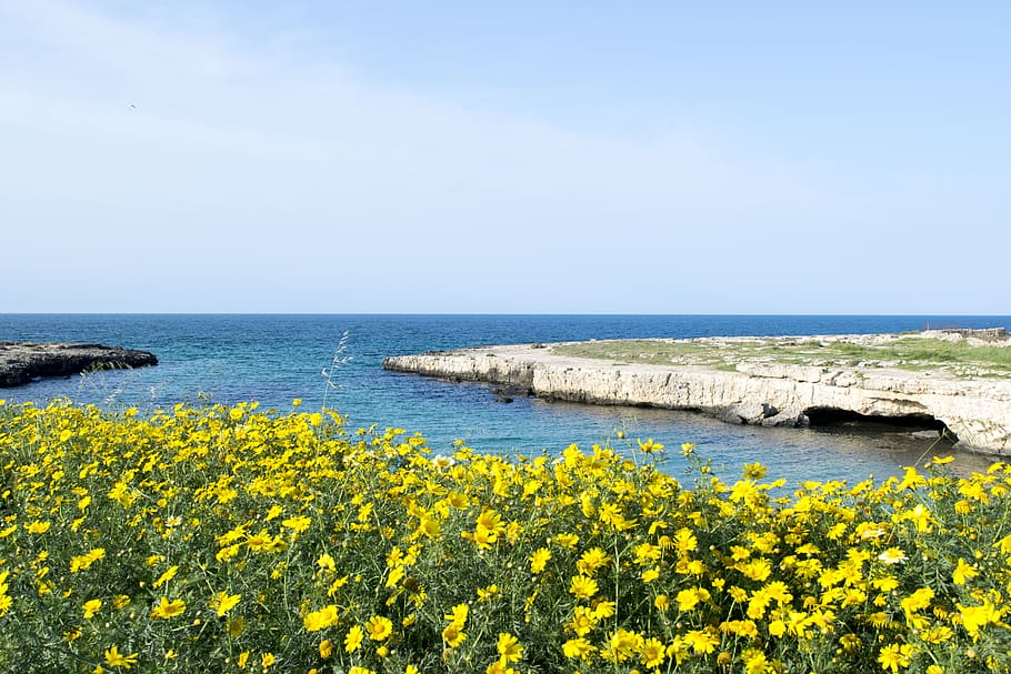 Italien, Monopoli, vand, blomst, gul, skønhed i naturen, hav, blomstrende plante, plante, scenics - natur, natur, himmel, ro, rolig scene, horisont, jord, dag, horisont over vand, ingen mennesker, vækst, idyllisk, udendørs, 5K