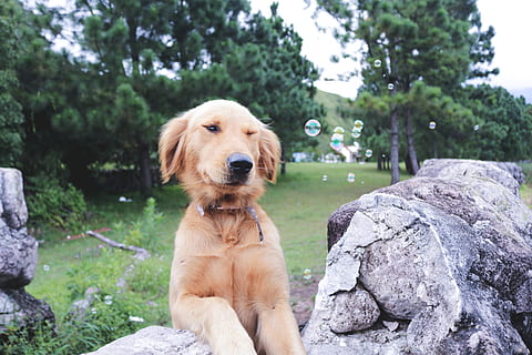 bombolles, gos, bonic, color, llums, arbres, vall, camp, verd, diversió, aventura, explorar, viatjar, amic, a l'aire lliure, la vida, roques, un animal, caní, nacional, mascotes, temes d'animals, mamífer, animals domèstics, animal, sòlid, vertebrats, rock, rock - object, planta, retriever, centrar-se en primer pla, dia, arbre, naturalesa, cap gent, cap d’animals, 5K, CC0, domini públic, lliure de regalies