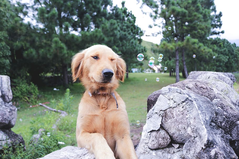 bombolles, gos, bonic, color, llums, arbres, vall, camp, verd, diversió, aventura, explorar, viatjar, amic, a l'aire lliure, la vida, roques, un animal, caní, nacional, mascotes, temes d'animals, mamífer, animals domèstics, animal, sòlid, vertebrats, rock, rock - object, planta, retriever, centrar-se en primer pla, dia, arbre, naturalesa, cap gent, cap d’animals, 5K