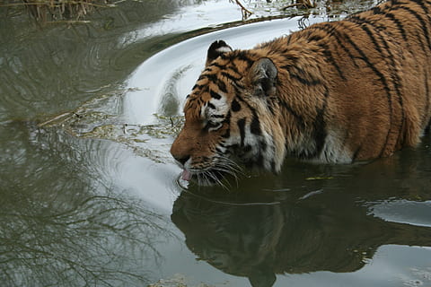 tiger, svømme, badning, rovdyr, farligt, kat, stribet, vand, dyre temaer, dyr, et dyr, dyreliv, dyr i naturen, stor kat, pattedyr, sø, feline, havnefronten, afspejling, natur, hvirveldyr, svømning, ingen mennesker, udendørs, drikke, dyr hoved, 2K, CC0, offentligt domæne, royaltyfrie
