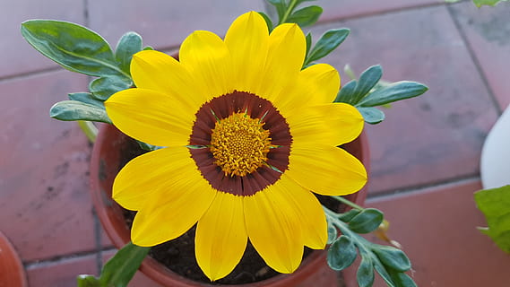 flower, yellow, summer, simetric, flowering plant, freshness, fragility, flower head, plant, vulnerability, petal, inflorescence, growth, beauty in nature, close-up, pollen, nature, focus on foreground, day, no people, plant part, leaf, outdoors, gazania, sepal, bouquet, 2K, CC0, public domain, royalty free