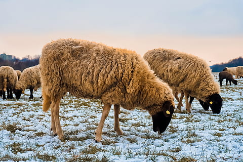 schapen, dieren, lam, wol, natuur, farm, vee, landbouw, kudde, landschap, landelijk, zoogdier, weide, gras, schattig, veld-, groep, schaapskudde, grazen, sneeuw, winter, zonsondergang, dierlijke thema's, dier, huisdieren, groep dieren, huiselijk, gewerveld, koude temperatuur, land-, begrazing, geen mensen, plantenetend, buitenshuis, 4K, CC0, publiek domein, royaltyvrij