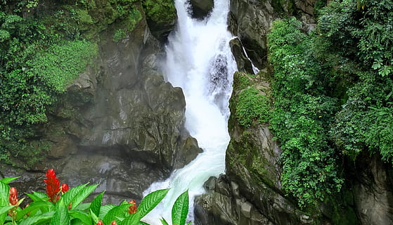 ecuador, Banos, Wasser, Pflanze, Schönheit in der Natur, Wasserfall, Rock, fließendes Wasser, Langzeitbelichtung, Szenen - Natur, Bewegung, solide, Rock - Objekt, Natur, Baum, Wald, Land, Wachstum, grüne Farbe, Tag, keine Leute, fließend, Kraft in der Natur, draußen, fallendes Wasser, 2K, CC0, gemeinfrei, lizenzfrei