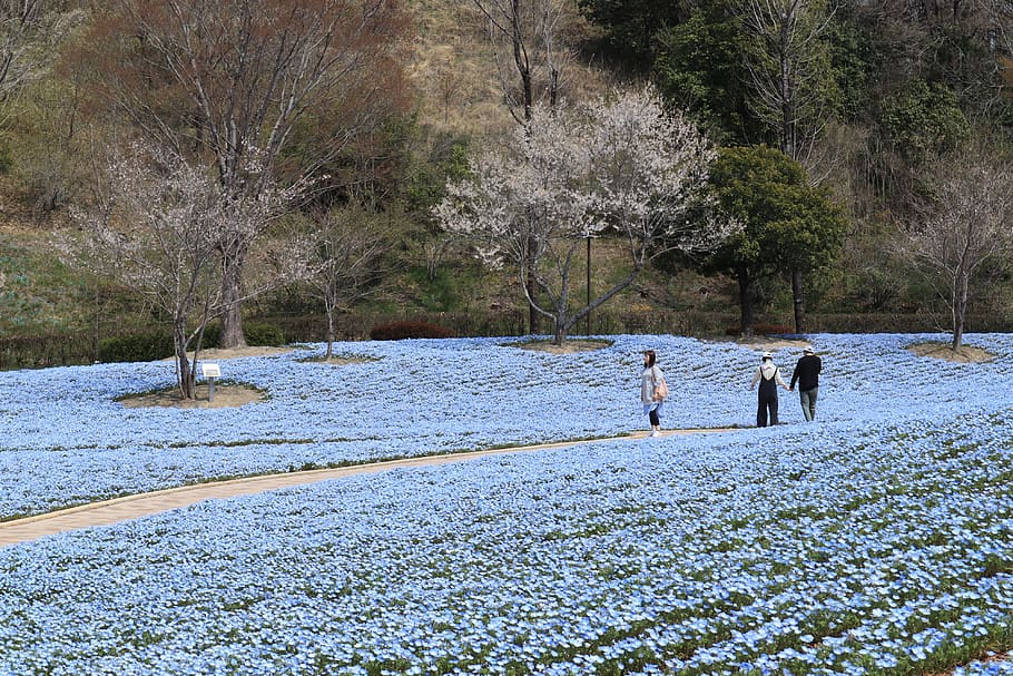 paisatge, parc, primavera, nemophila, flors, fusta, Flors de cirerer, Japó, blau, arbre, planta, naturalesa, aigua, dia, persones reals, terra, homes, bellesa a la natura, grup de persones, activitat d'oci, estils de vida, creixement, dones, unió, nen, llac, temperatura de fred, a l'aire lliure, 4K