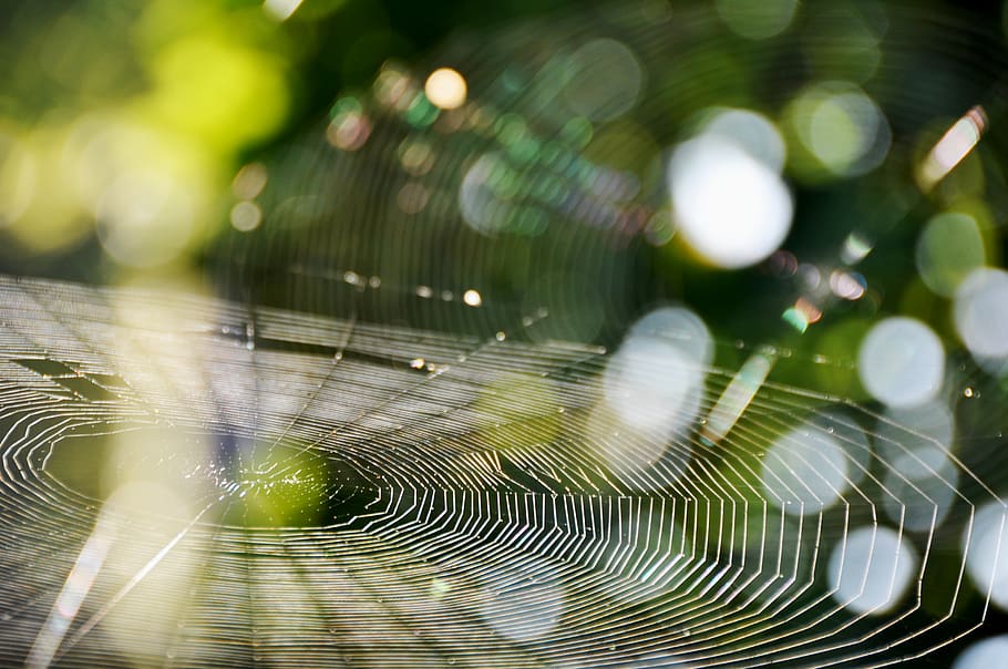 teranyina, aranya, web, tardor, al matí, matí de tardor, llum solar, verd, plantes, naturalesa, fora, jardí, petit tigre, littletiger, fragilitat, primer pla, centrar-se en primer pla, vulnerabilitat, cap gent, dia, humit, bellesa a la natura, aigua, a l'aire lliure, patró, complexitat, temes d'animals, planta, enfocament selectiu, animal, concèntric, rosada, 2K