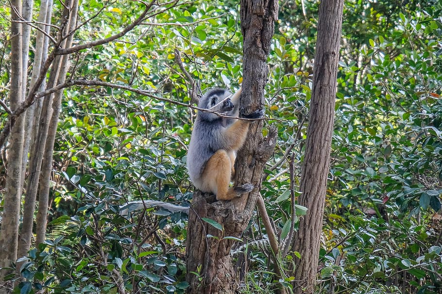 koala, suportar, arbre, jungla, terra, flora, vegetació, planta, bosc, a l'aire lliure, naturalesa, heura, animal, mapache, mamífer, selva tropical, zoo, Palmera, arecaceae, fauna animal, animals a la natura, un animal, vertebrats, branca, cap gent, dia, primat, longitud completa, creixement, 4K