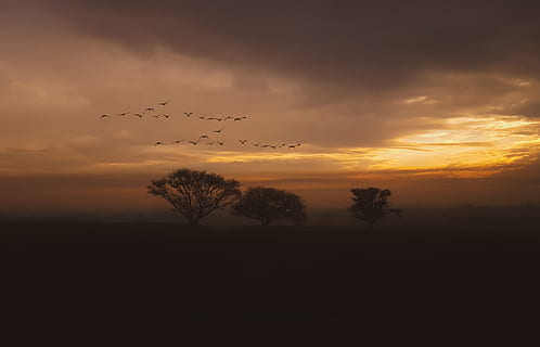 silhouette, alberi, d'oro, ora, retroilluminato, nuvole, buio, alba, sera, Stormo di uccelli, nebbia, nebbioso, ora d'oro, paesaggio, luce, natura, panoramico, cielo, tramonto, nuvola - cielo, vertebrato, bellezza nella natura, temi animali, albero, animale, volante, grande gruppo di animali, scena tranquilla, pianta, uccello, scenics - natura, gruppo di animali, la tranquillità, fauna selvatica, nessuno, all'aperto, 4K