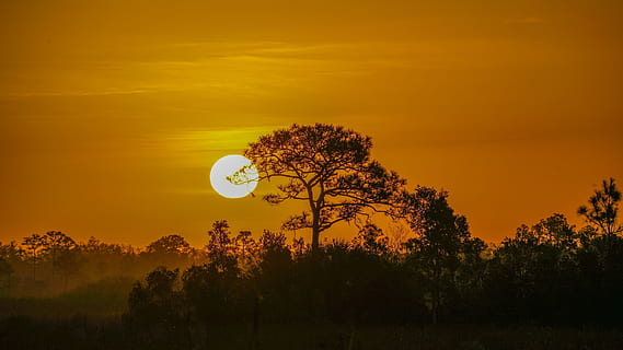 Sonnenuntergang, Landschaft, Silhouette, orb, Sonne, Natur, Himmel, bunt, Dämmerung, Abend, szenisch, Wildnis, Orange, Wolken, Bäume, Stimmung, Sonnenschein, Panorama, Baum, Pflanze, Schönheit in der Natur, Szenen - Natur, Ruhe, ruhige Szene, orange Farbe, Nicht-städtische Szene, keine Leute, idyllisch, Wachstum, Land, Feld, Umgebung, draußen, 2K, CC0, gemeinfrei, lizenzfrei
