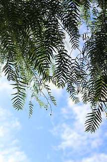 Lanzarote, kanaries, bomen, boom, straat, eiland, foto, leven, hemel, natuur, fabriek, groei, lage hoekweergave, schoonheid in de natuur, dag, geen mensen, blad, kalmte, deel van de plant, groene kleur, tak, buitenshuis, wolk - lucht, zonlicht, dennenboom, naaldboom, scenics - natuur, bladeren, 5K, CC0, publiek domein, royaltyvrij