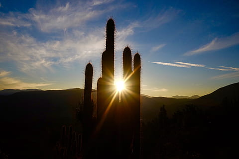 sunray attraverso cactus, sole, bagliore, cielo, cactus, deserto, silhouette, luce, all'aperto, scenario, tramonto, natura, paesaggio, spina, luce del sole, flora, pianta, erba, alberi, blu, raggio di sole, bellezza nella natura, la tranquillità, nuvola - cielo, scena tranquilla, scenics - natura, riflesso lente, nessuno, retroilluminato, pianta succulenta, terra, scena non urbana, 4K, CC0, dominio pubblico, privo di copyright