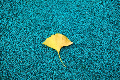 fulla groga, dit, flora, planta, full, fulla d'auró, flor, pètal, part de la planta, blau, cap gent, naturalesa, sec, groc, fons, textura, vista d’angle alt, directament a sobre, marc complet, dia, sol objecte, caient, primer pla, a l'aire lliure, fragilitat, vulnerabilitat, 5K, CC0, domini públic, lliure de regalies