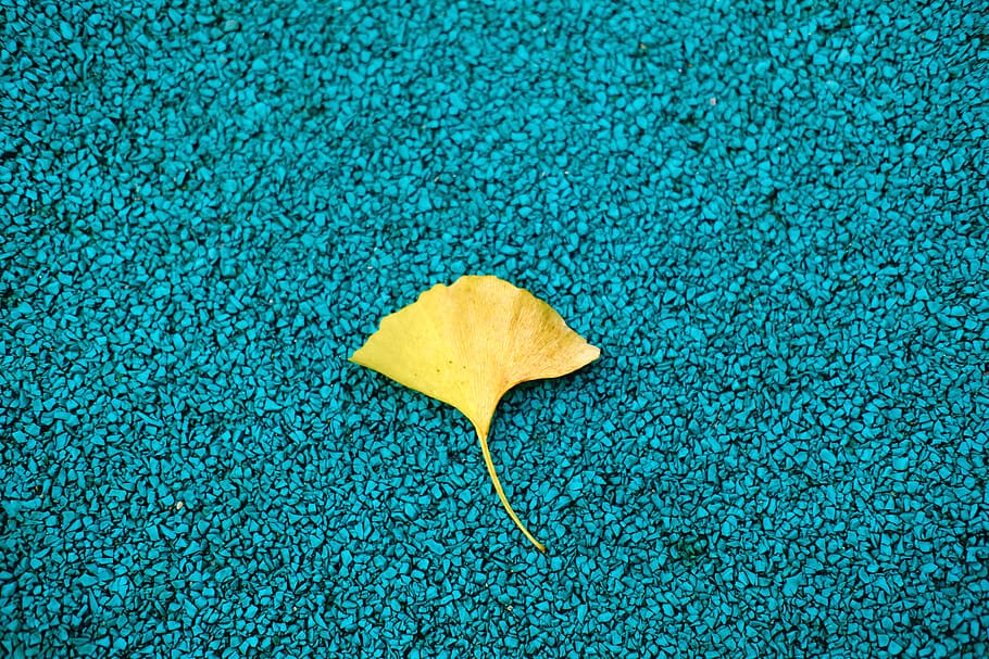 fulla groga, dit, flora, planta, full, fulla d'auró, flor, pètal, part de la planta, blau, cap gent, naturalesa, sec, groc, fons, textura, vista d’angle alt, directament a sobre, marc complet, dia, sol objecte, caient, primer pla, a l'aire lliure, fragilitat, vulnerabilitat, 5K