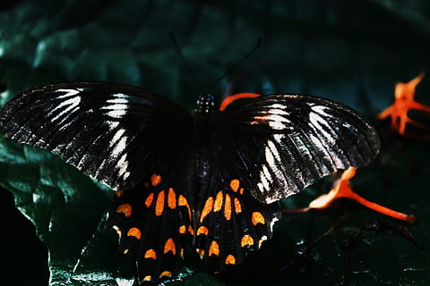 borboleta, fechar-se, Sombrio, inseto, lepidópteros, macro, monarca, traça, Sri Lanka, asas, cor preta, ninguém, natureza, borboleta - inseto, focar em primeiro plano, asa animal, animal, temas animais, dia, ao ar livre, animais selvagens, fogo, beleza na natureza, cor laranja, invertebrado, calor - temperatura, fogo - fenômeno natural, 5K, CC0, domínio público, royalty free
