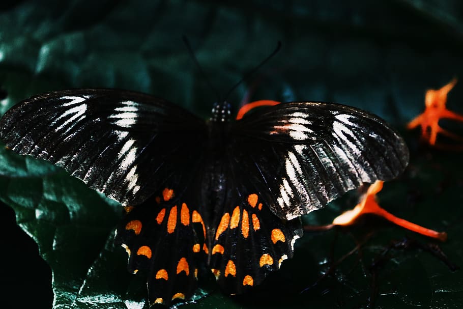 farfalla, avvicinamento, buio, insetto, lepidotteri, macro, monarca, falena, Sri Lanka, Ali, colore nero, nessuno, natura, farfalla - insetto, concentrarsi sulle conoscenze acquisite, ala animale, animale, temi animali, giorno, all'aperto, fauna selvatica, fuoco, bellezza nella natura, colore arancione, invertebrato, calore - temperatura, fuoco - fenomeno naturale, 5K
