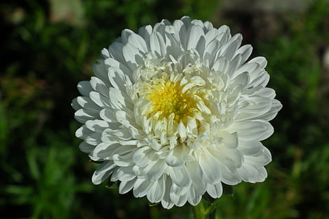 gėlė, aster, balta, sodas, vasara, Iš arti, pobūdį, žydintys augalai, augalų, žiedlapis, pažeidžiamumas, grožis gamtoje, trapumas, gėlių galva, šviežumas, žiedynas, augimą, sutelkti dėmesį į naujas žinias, balta spalva, nėra žmonių, dieną, lauke, Dahlia, žiedadulkių, 2K, CC0, Viešasis domenas, nemokamai