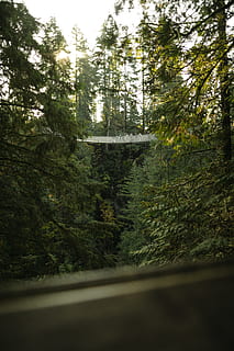 pins, durant el dia, Pont en suspensió, pont, arbre, bosc, turista, gent, a l'aire lliure, capilano, naturalesa, verd, viatjar, explorar, vagar, descobrir, aventura, wanderlust, fons de pantalla, Canadà, columbium britànic, Vancouver, planta, cap gent, transport, creixement, dia, carretera, terra, tranquil·litat, color verd, bellesa a la natura, transparent, manera de transport, arquitectura, moviment, interior del vehicle, enfocament selectiu, 5K, CC0, domini públic, lliure de regalies