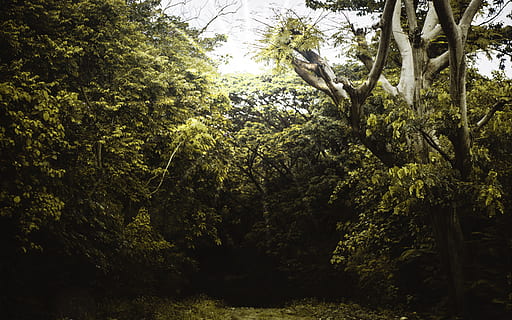 forest during daytime, tree, plant, vegetation, tree trunk, nature, land, forest, woodland, outdoors, sunlight, animal, bird, flare, light, bush, grove, jungle, green, rainforest, blossom, growth, beauty in nature, tranquility, green color, no people, day, tranquil scene, lush foliage, foliage, scenics - nature, sky, non-urban scene, branch, 4K, CC0, public domain, royalty free